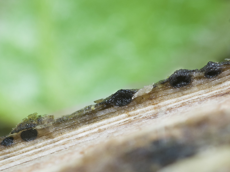 Amphisphaerella xylostei